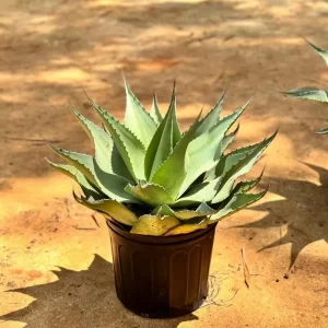 Agave Lengua de Ballena