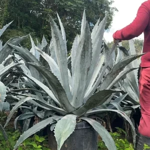 Agave azul