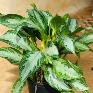 Aglaonema silver bay