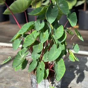 Alocacia Fruit Punch