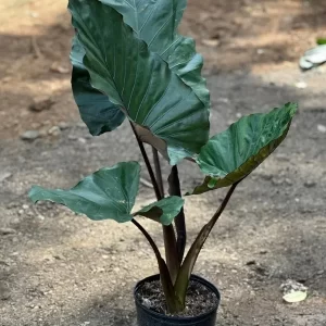 Alocasia Black Metallic