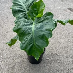 Alocasia low Rider