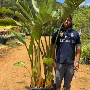 Ave del paraiso blanca