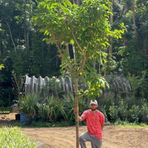 Bauhinia o arbol orquidea