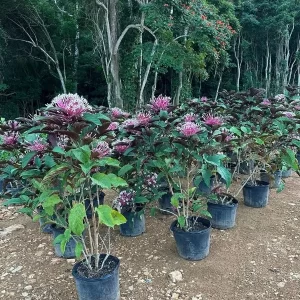 Clerodendrum o Juseina