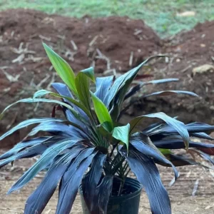 Cordyline Black Magic