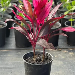 Cordyline Red sister