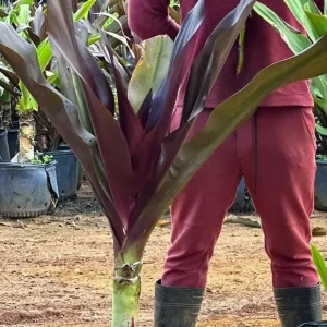 Crinum Morado