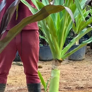 Crinum Verde