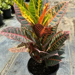 Croton Petra