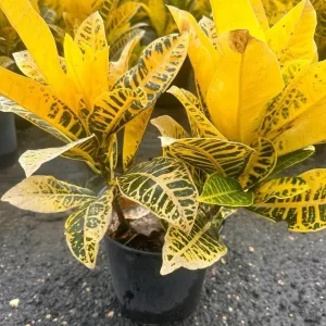 Croton Petra Amarillo