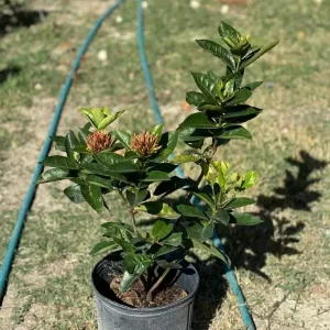 Cruz de Malta Noragrant