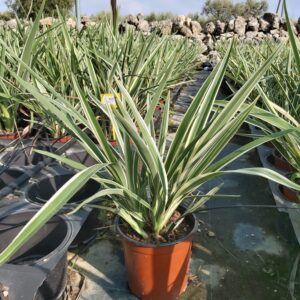 Dianella