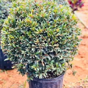 Esfera de Eugenia