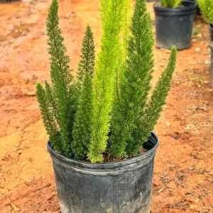 Asparragus meyeri