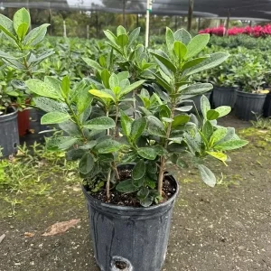 Ficus Esmeralda