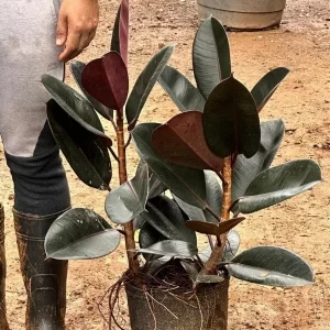 Ficus de goma