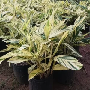 Ginger Variegado