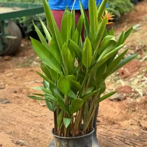 Heliconia Choconiana