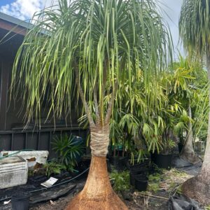 Ponytail Palm