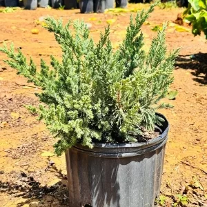 Juniper