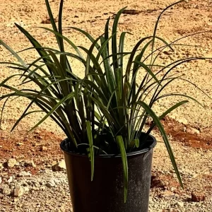 Liriope Verde