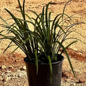 Liriope Verde Super Blue