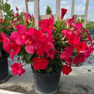 Mandevilla Dipladenia Roja