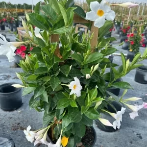Mandevilla Dipladenia Blanca