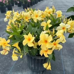 Mandevilla Dipladenia Amarilla