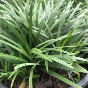 Mondo Grass