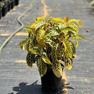Afelandra, Planta cebra