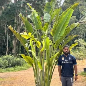 Palma viajera/ Traveler Palm
