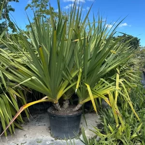 Pandanus Espiralis