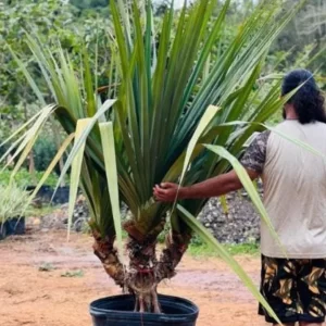 Pandanus Espiralis Grande