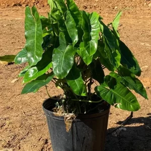Philodendron Burle Marx