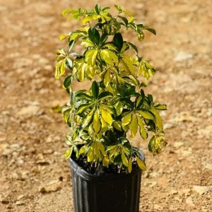 Planta Cheflera Variegada
