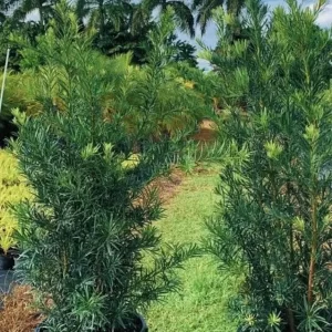Podocarpus