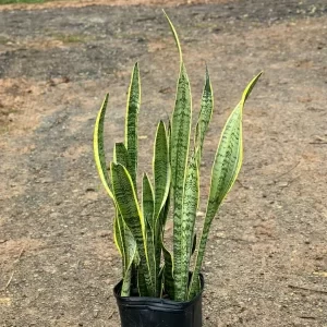 Sansevieria Laurentii