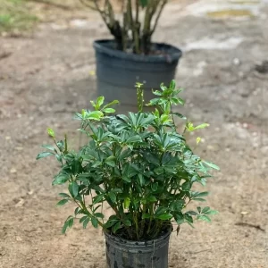 Schefflera verde