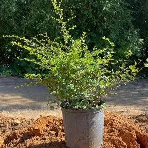 Serissa