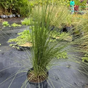 White fountain Grass